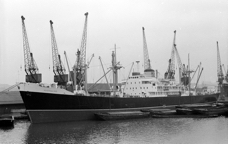 Australind 1.jpg